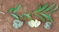 Annona cacans
